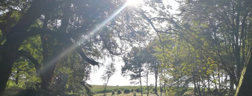 Solen gennem træerne
